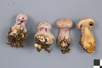 Cortinarius traganus image